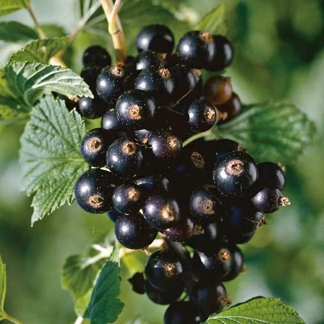 Marshalls Garden Blackcurrant Standard Titania Patio Trained Fruit Tree, 3 Litre