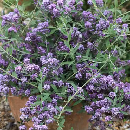 Thompson & Morgan Buddleja alternifolia Purple Butterfly Bush, 9cm Pot – 2