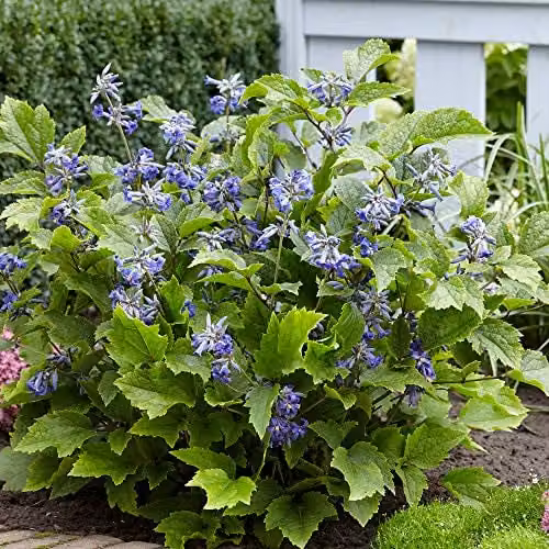 Thompson & Morgan Clematis New Love Blue Flowering Perennial Climber Plant in 7cm Pot