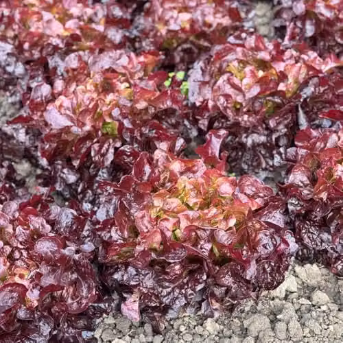 Thompson & Morgan Lettuce Oakus Seeds, Deep Red Salad Leaves, 35 Seeds – 2