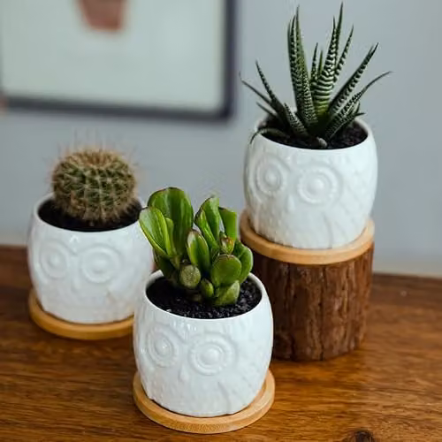 Simpa 6-Piece White Owl Ceramic Decorative Plant Pots, H 7.3 cm x Dia 7.3 cm – 6