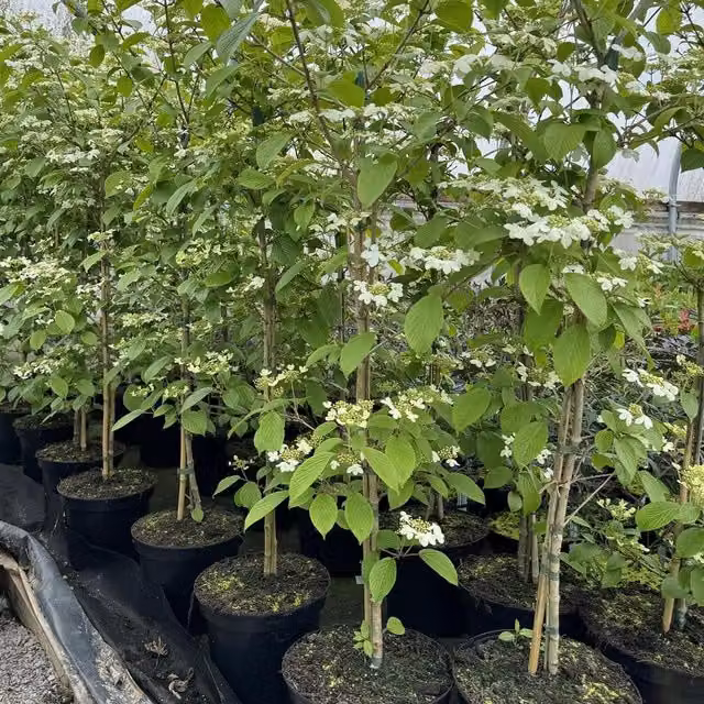 Direct Plants Viburnum Plicatum Kilimandjaro Ornamental Shrub, White, 5 Litre Pot