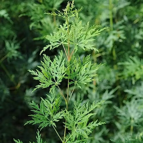 YouGarden Acer palmatum Dissectum Emerald Lace Japanese Maple Ornamental Shrub in 1.5L Pot – 2