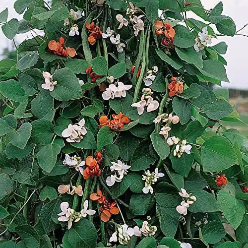 Thompson and Morgan Summer Flowered Mixed Runner Bean Seeds, 30 Seeds
