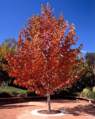 F&G Supplies Liquidamber styraciflua Field Grown Bare Root Hedging Plants, Red, Height: 30-60 cm
