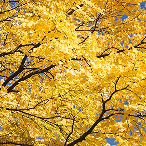 Thompson & Morgan Cercidiphyllum Japonicum Katsura Ornamental Tree with Red Spring Flowers and Gold and Orange Autumn Foliage, 1 x 9cm Pot – 2