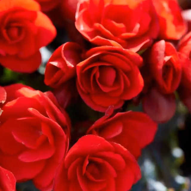 Plants By Post Red Begonia Bedding Plant