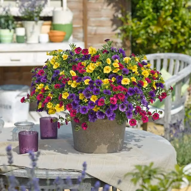 Plants by Post Calibrachoa Copacabana Bedding Plants, Tomato Red, 2 x 1L Pots