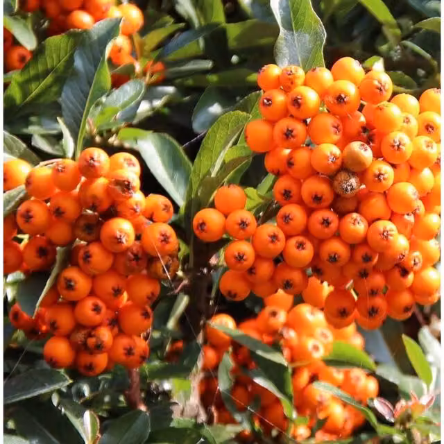 Direct Plants Mixed Pyracantha Climbing Shrub, 4 x 2L Pots, Green and Orange