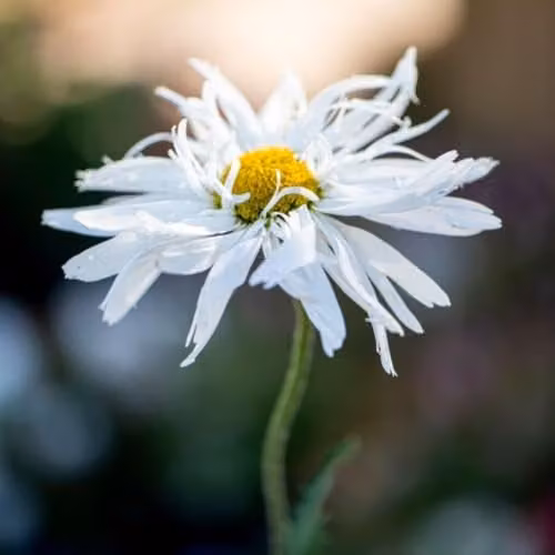 Thompson and Morgan Leucanthemum White Crazy Daisy Hardy Perennial, 42 Plug Plants – 5