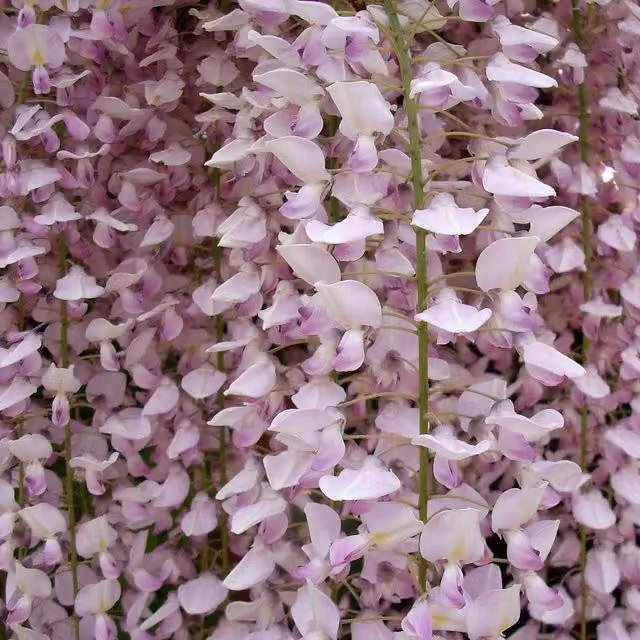Direct Plants Wisteria Sinensis Pink Climbing Plant in a 5L Pot