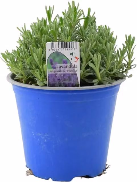 Plants by Post Lavender Hidcote Blue Fragrant Ornamental Garden Shrub Plant, 1L Pot