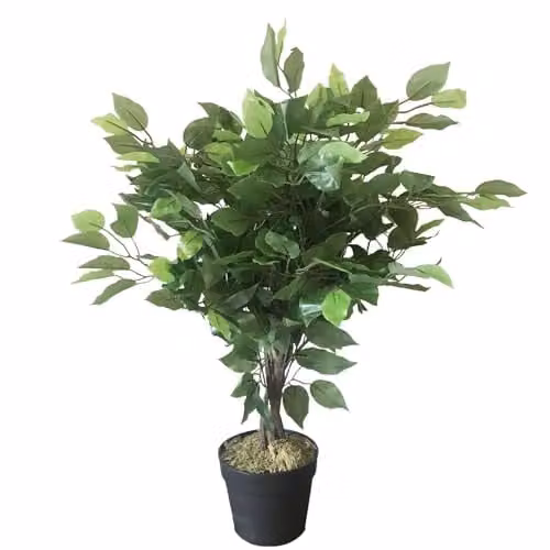 Leaf Design UK Green Artificial Ficus Tree, Height: 60 cm – 1