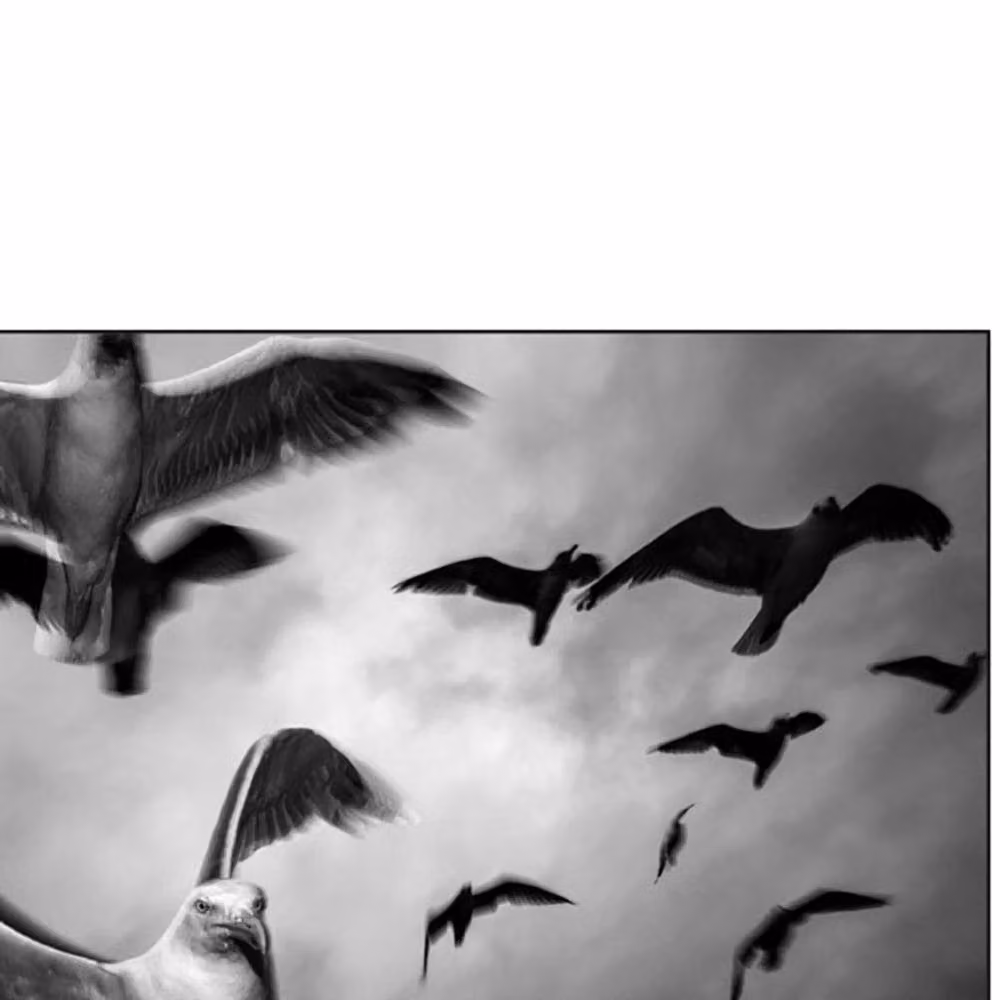 Magnum Paolo Pellegrin Norway Lauvsnes Seagulls 2019 Multicolour Paper Poster – 2