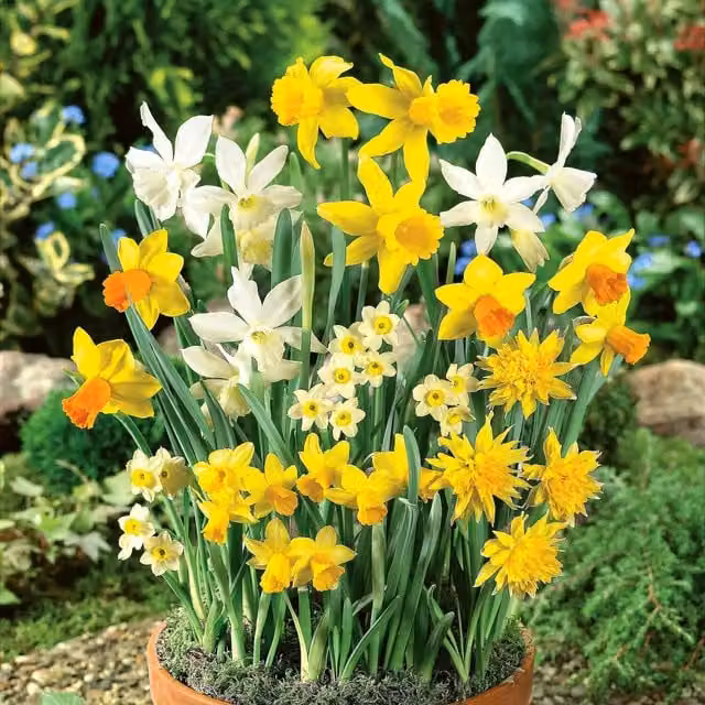 Marshalls Garden Mixed Species Dwarf Daffodil Bulbs, Yellow
