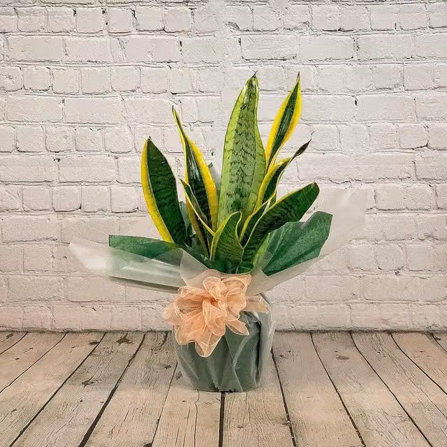 All Occasions Sanseveria Mother in Law's Tongue Green Indoor Houseplant