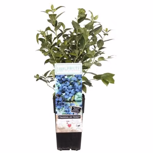 Thompson & Morgan Jersey Vaccinium corymbosum Blueberry Potted Plant