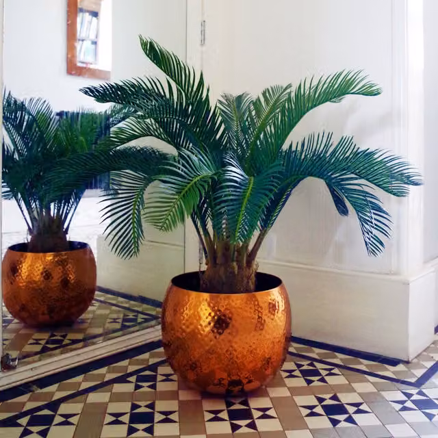 Leaf Artificial Tropical Cycas Palm Tree in Green and Black, Height: 70 cm – 1