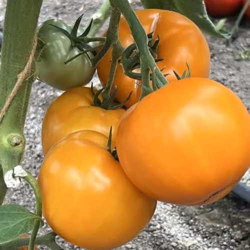 Thompson & Morgan Tomato Lemonita F1 Large Yellow Beefsteak Vegetable Seeds