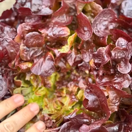 Thompson & Morgan Lettuce Oakus Seeds, Deep Red Salad Leaves, 35 Seeds – 1