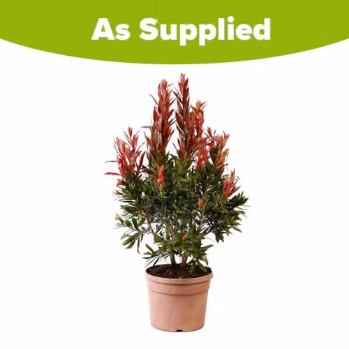 YouGarden Callistemon Red Rocket Ornamental Shrub, Summer Flowering Bottlebrush, 17cm Pot – 3