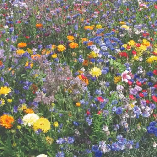 Thompson & Morgan Easy Annuals Seed Mix with 10 Multicolour Flower Varieties, 2200 Seeds