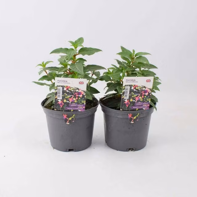 Plants by Post Fuchsia Bella Mariska Perennial Outdoor Potted Plants, Pink and Purple, 2 x 1L Pots