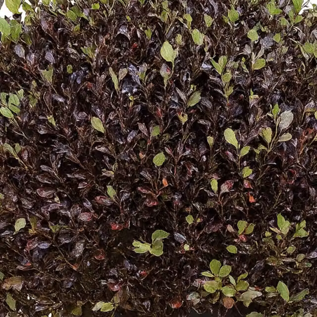 The Rose Press Garden Pittosporum Tom Thumb Purple Dwarf Evergreen Ornamental Shrub in Purple, Green and Black