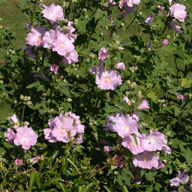 Marshalls Garden Lavatera Marshmallow Strawberry Cream Pink Ornamental Shrub