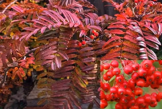 Direct Plants Sorbus Commixta Embley Mountain Ash Ornamental Berry Tree, 183 cm Tall, 12 Litre Pot