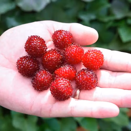 Thompson & Morgan Rubus Raspberry Tree Potted Fruit Shrub, 5 Litre Pot