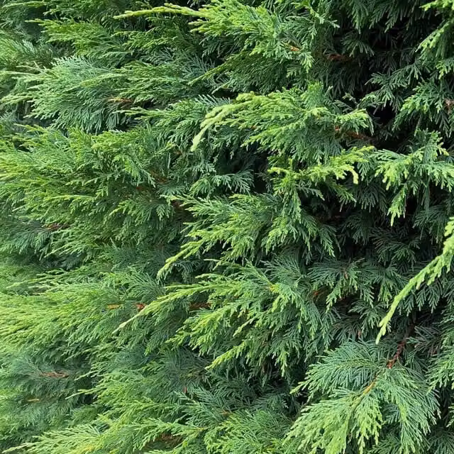 Direct Plants 10 Green Leylandii Cupressocyparis Hedging Trees in 3 Litre Pots