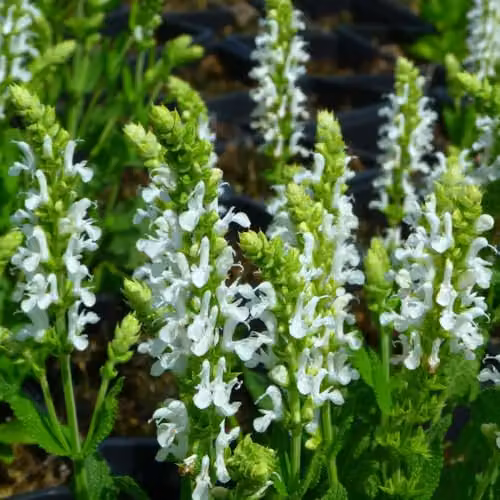 Thompson & Morgan Salvia x superba Snow Hills White Flowering Perennial, Height: 40 cm, 1 x 1 Litre Potted Plant – 1