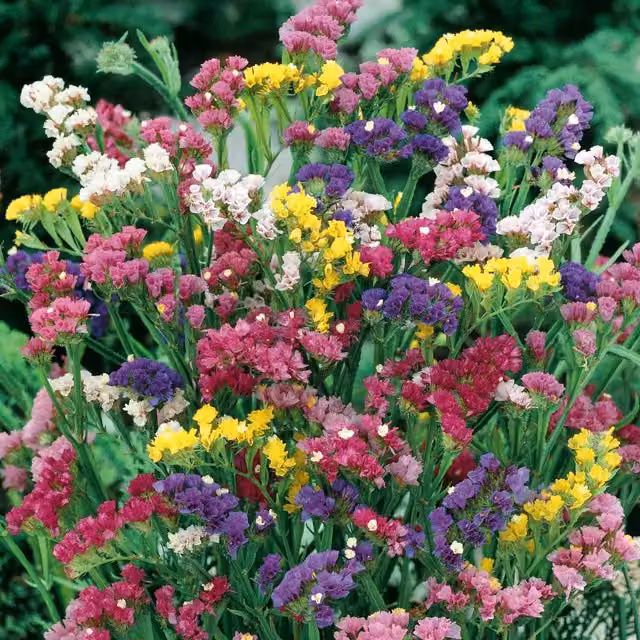 Unwins Sea Lavender Mix Statice Ornamental Flower Seeds, Multicolour