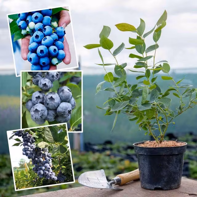 Marshalls Blueberry Long Cropping Collection Fruit Bush, Blue