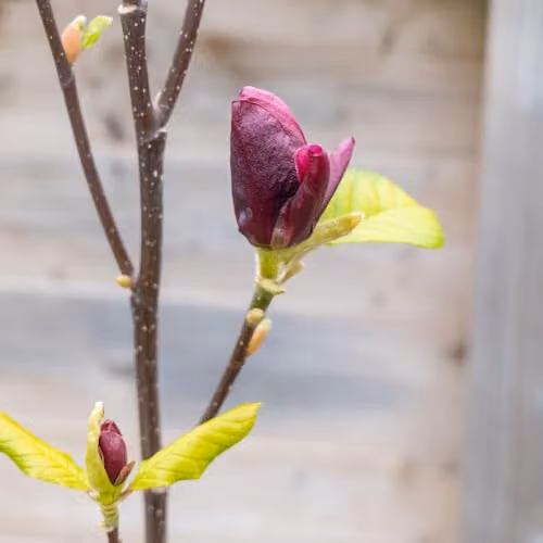 Thompson & Morgan Magnolia Genie 12 Litre Pot Compact Deciduous Ornamental Shrub with Maroon Scented Flowers – 3