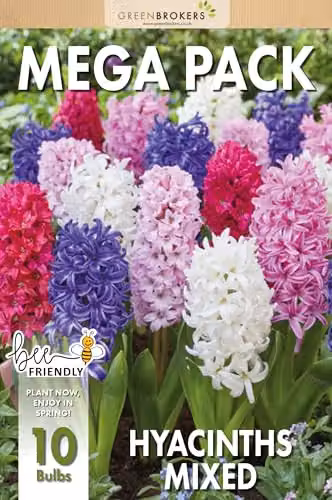 GreenBrokers Mixed Hyacinth Growing Kit with 3 Multicolour Bulbs for Indoor Planting – 3