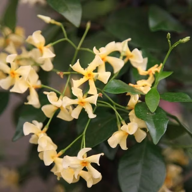 Plant Theory Trachelospermum Asiaticum Pink Showers Yellow Climbing Plant, Green