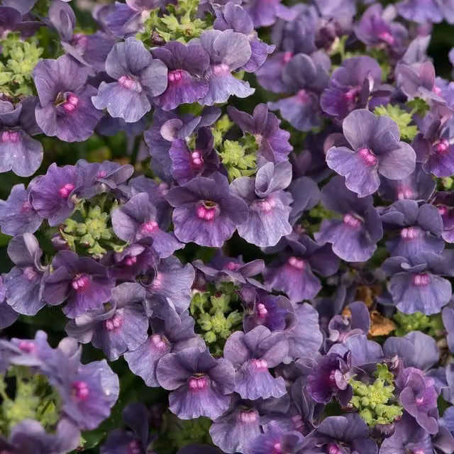 Plants by Post Nemesia Lady Anne Pink Summer Bedding Plants, 2 x 1L Pots