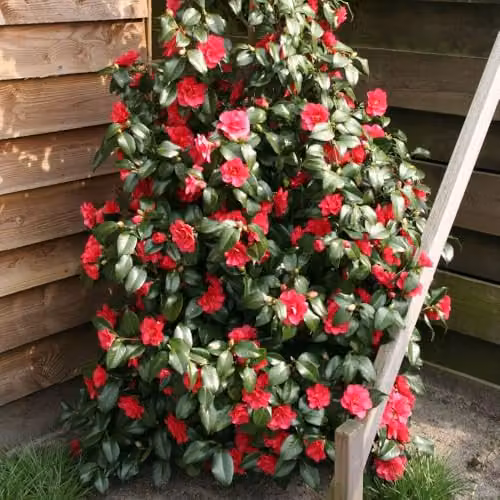 Thompson & Morgan Camellia reticulata Mary Williams Evergreen Ornamental Shrub with Rose-Pink Blooms, 15cm Pot – 2