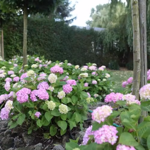 Thompson & Morgan Hydrangea macrophylla Endless Summer The Original Reblooming Ornamental Shrub in Pink, Blue or Multicolour, 35 Litre Pot – 4