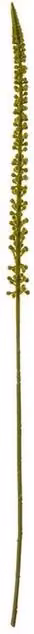 Lemon Pavilion Eremurus Single Stem Flower Decor in Green, Plastic, H88 x W3 x D3 cm