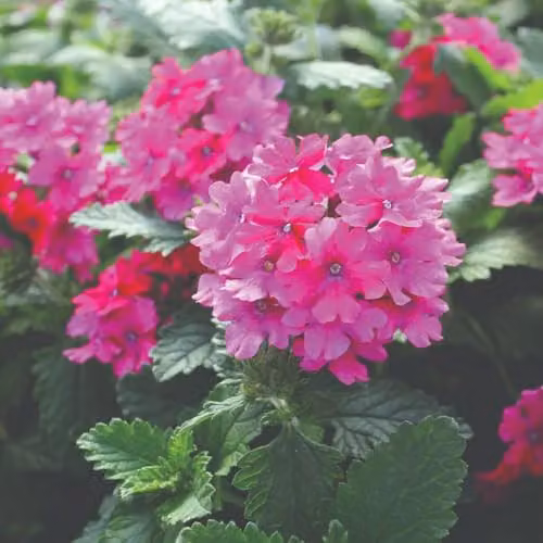 Thompson & Morgan Verbena Nana Compacta Magenta Vivid Pink Bedding Flower Seeds, 60 Seeds