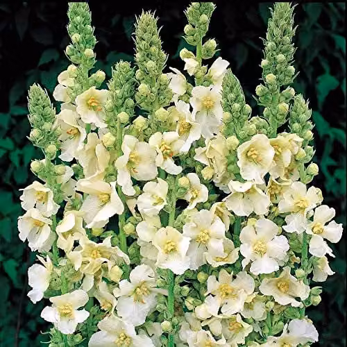 Thompson and Morgan Verbascum x Hybrida Snow Maiden White Flower Seeds, 100 Seeds