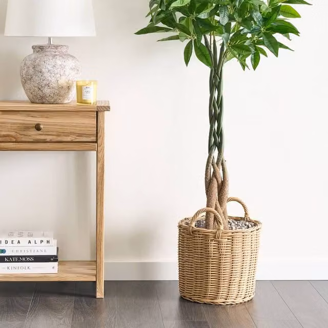 Wyld and Coco 120 cm Artificial Pachira Tree in a Black Pot, Green