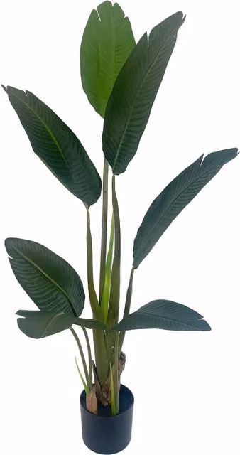 Leaf Design UK UV Resistant Traveller Banana Palm Tree, Green, Height: 50 cm