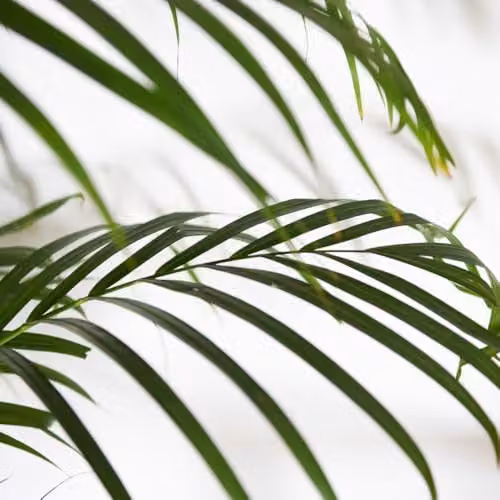 Thompson & Morgan Dypsis Lutescens Bamboo Palm Indoor House Plant, Green, 4 x 9cm Pots – 3