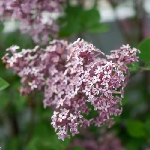 Thompson & Morgan Dwarf Lilac Palibin Fragrant Purple Ornamental Patio Shrub, 2 x 9cm Potted Plants