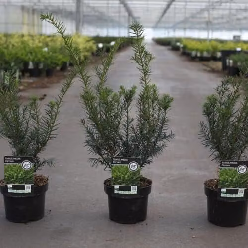 Thompson and Morgan Taxus Media Farmen Compact Evergreen Yew Shrub, Green, 2 Litre Pot