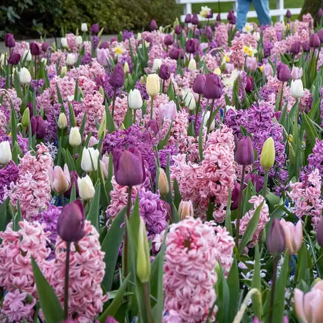 Plants By Post Pack of 20 Fragrant Spring Mix Bulbs in Multicolour Pastel Shades